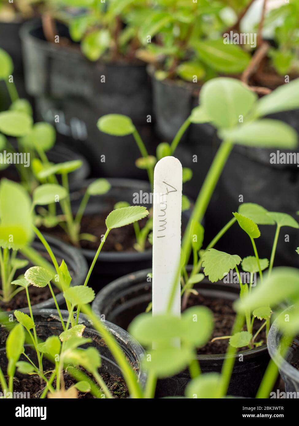 Falso merletto della regina Anna (Ammi majus) giovani pianta Foto Stock