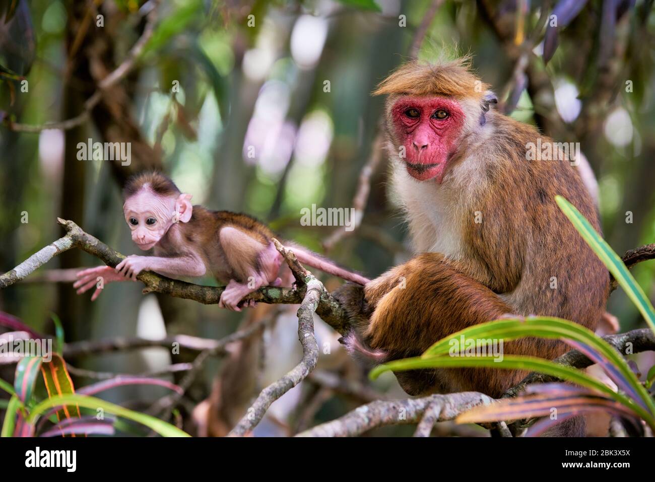 Macaque femmina (macaca sinica) con bambino su albero circondato da fogliame a Kandy, Sri Lanka. La specie è classificata come in pericolo. Foto Stock
