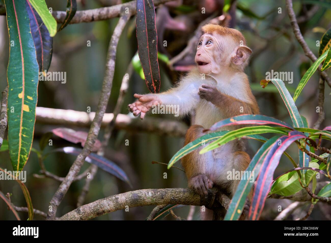 Macaque giovanile (macaca sinica) su albero circondato da fogliame a Kandy, Sri Lanka. La specie è classificata come in pericolo. Foto Stock