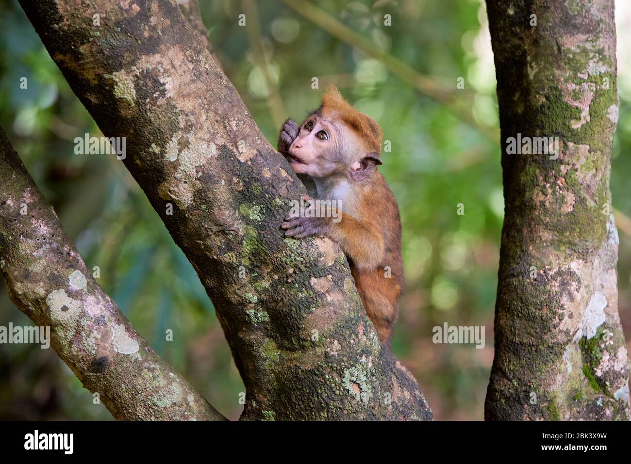 Macaque giovanile (macaca sinica) su albero circondato da fogliame a Kandy, Sri Lanka. La specie è classificata come in pericolo. Foto Stock