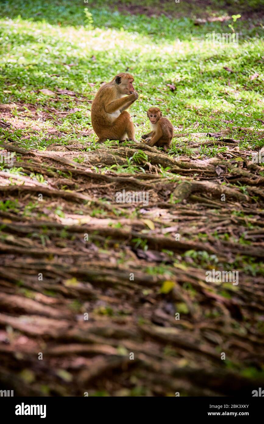 Macaque femmina (macaca sinica) con giovane della specie in Kandy, Sri Lanka. La specie è classificata come in pericolo. Foto Stock