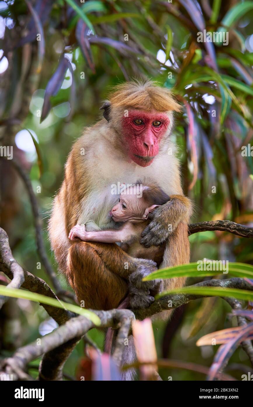 Macaque femmina (macaca sinica) con bambino su albero circondato da fogliame a Kandy, Sri Lanka. La specie è classificata come in pericolo. Foto Stock