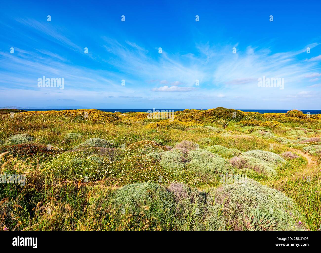 Vegetazione selvaggia in primavera vicino alla spiaggia di Lampianu, Stintino, Sardegna Foto Stock
