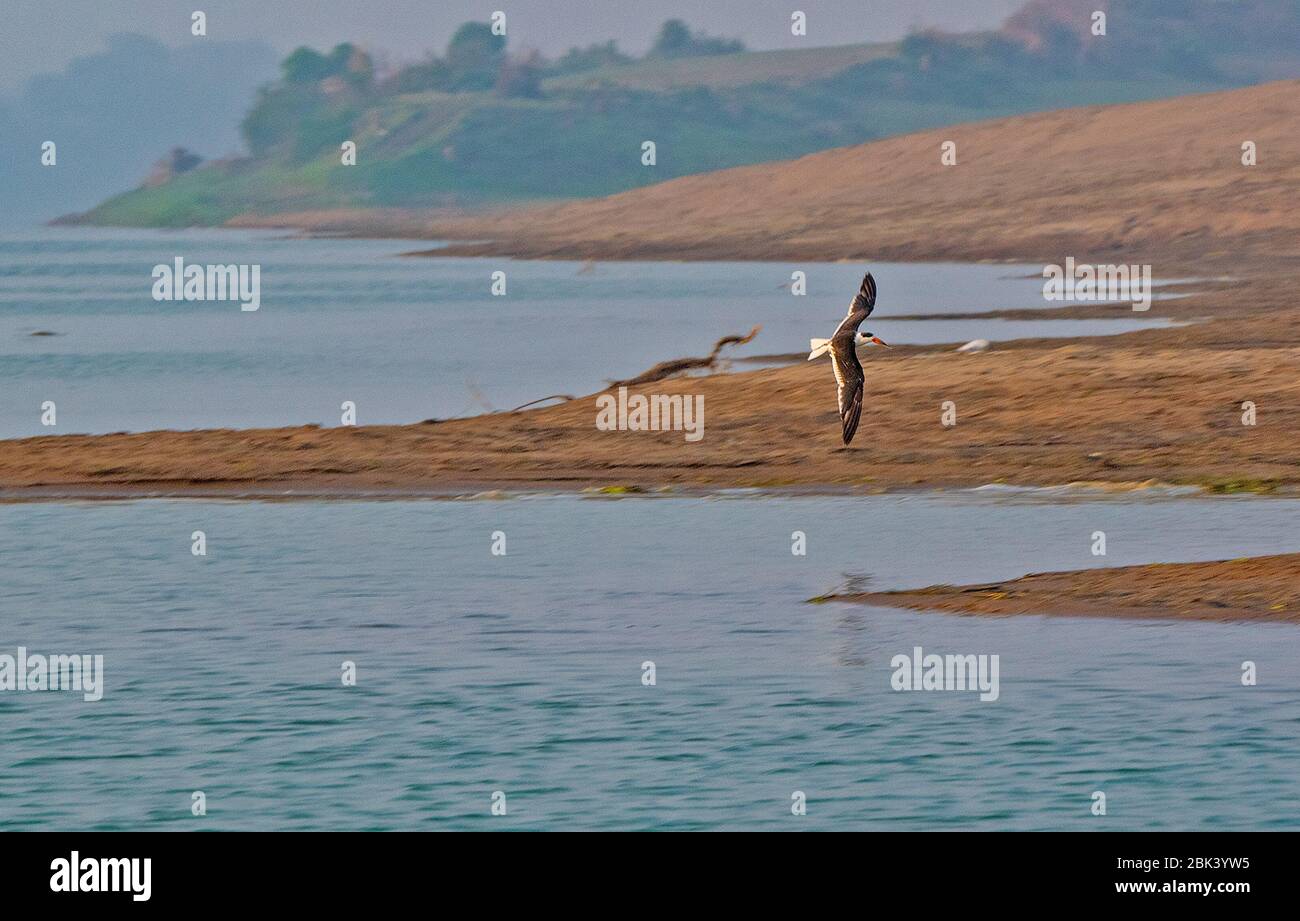 Skimmer indiano in volo largo al Santuario di Palighat Chambal Foto Stock