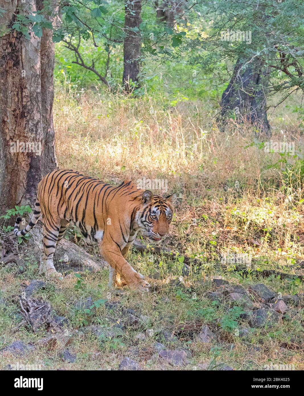 Noor the Tigress Walking al Ranthambore National Park, Sawai Madhopur, Rajasthan, India Foto Stock