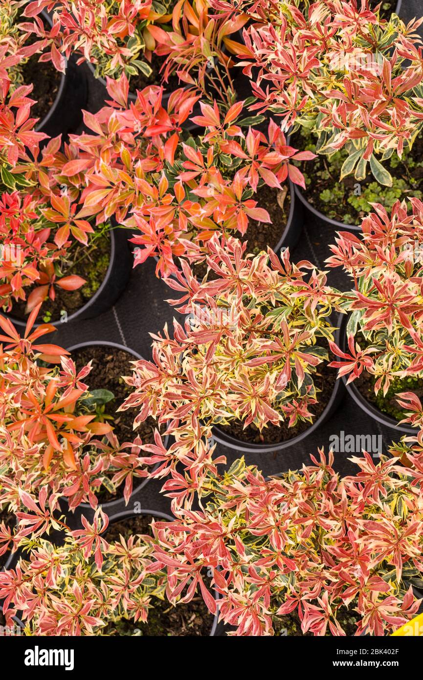 Piante in vaso: la pianta evergreen Pieris japonica, il giapponese andromeda o il giapponese pieris. Negozio di giardino. Foto Stock