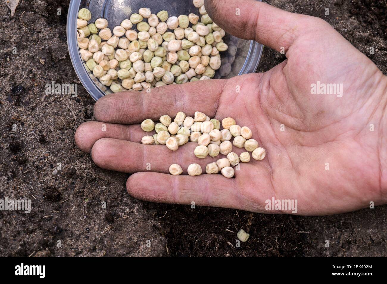 Semina piselli, semi in mano dell'uomo. Primavera nel giardino di casa. Foto Stock