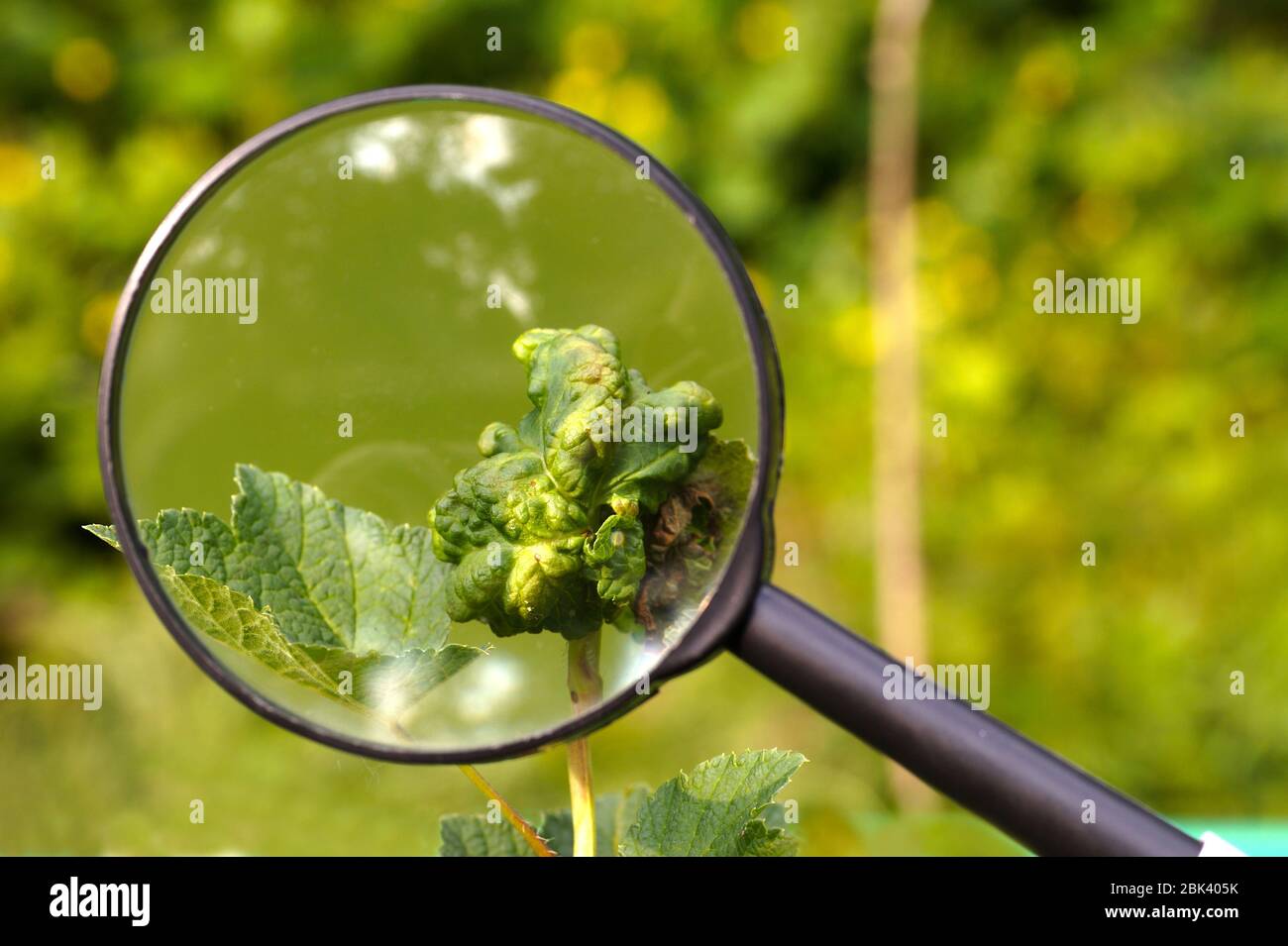 Foglie di pianta danneggiate da invasione afide. Vista attraverso una lente di ingrandimento. Foto Stock