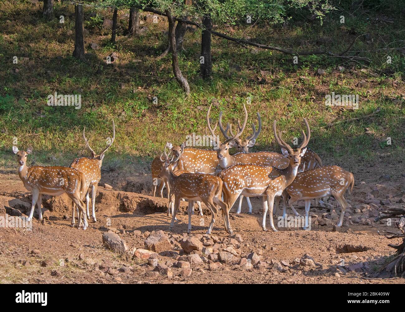 Avvistato cervo mandria al Ranthambore National Park, Sawai Madhopur, Rajasthan, India Foto Stock