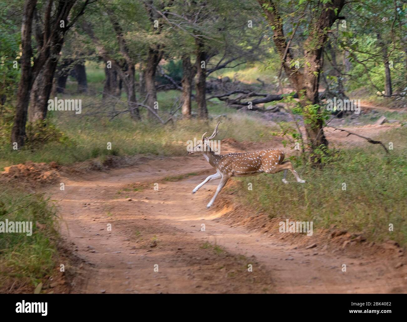 Cervi macchiati che corrono attraverso la pista di pan al Parco Nazionale di Ranthambore, Sawai Madhopur, Rajasthan, India Foto Stock
