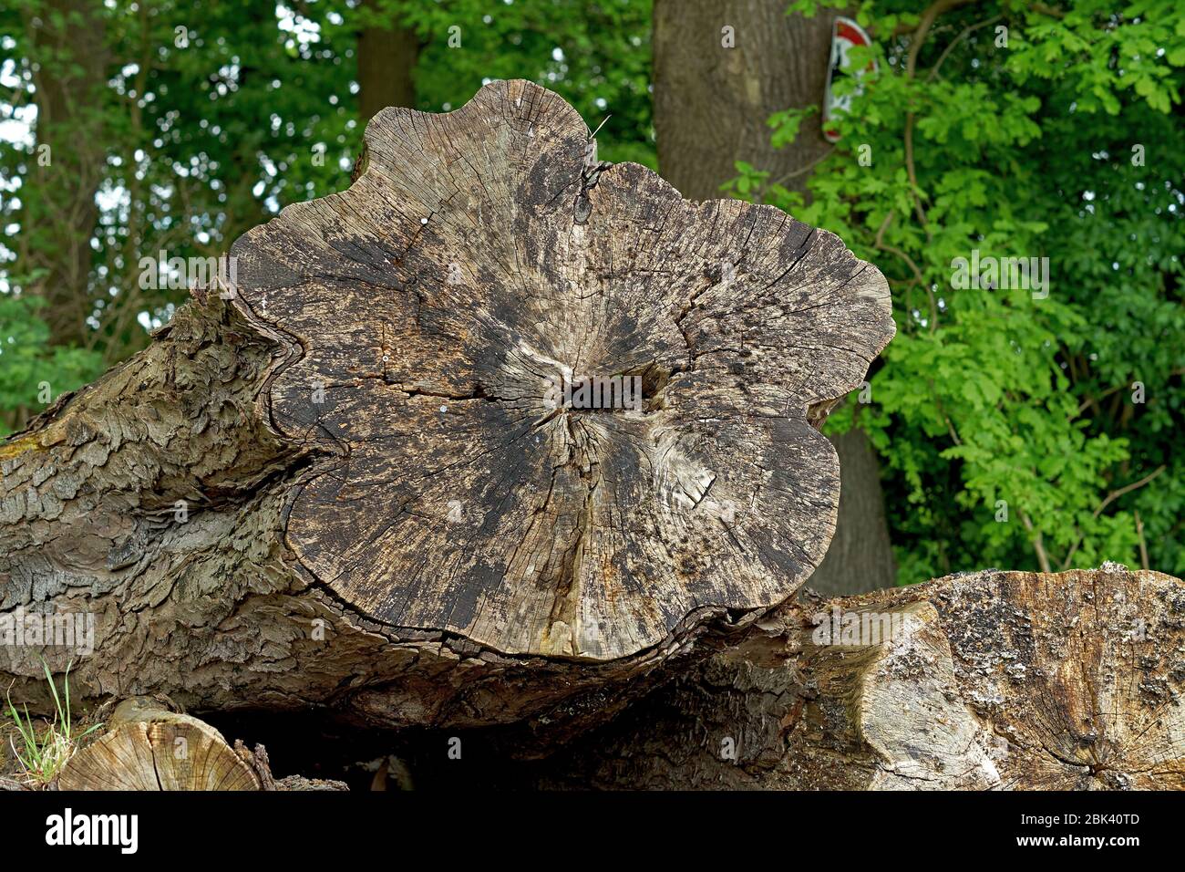 Primo piano di legno morto Foto Stock