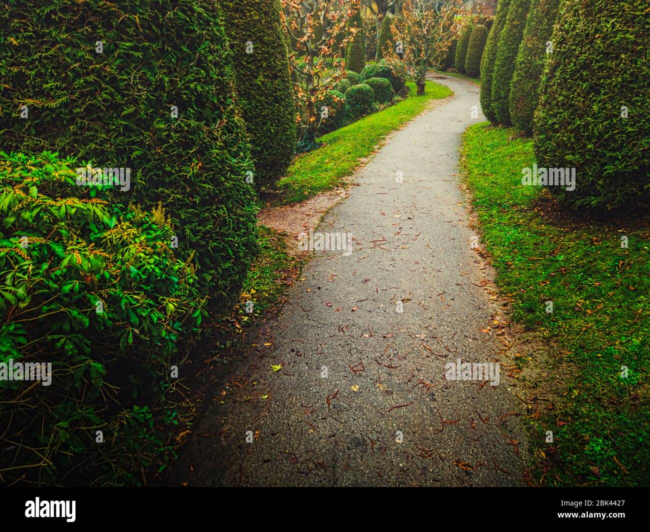 Il sentiero nel giardino è coperto di asfalto, si va in lontananza tra gli alberi ornamentali verdi, immagine di colore vintage con copyspace. Foto Stock