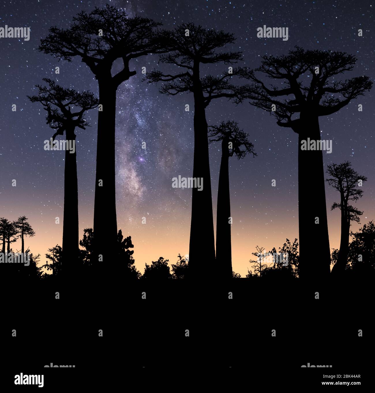 Alberi tipici del Madagascar, noti come Adansonia, baobab, pane di biberon o scimmia con un colorato cielo notturno sullo sfondo con la Via Lattea Foto Stock