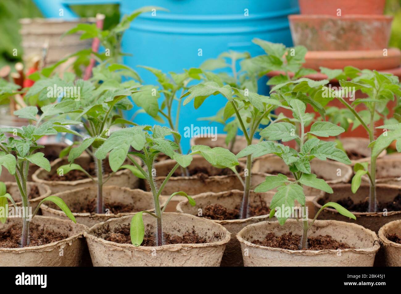 Piantine di pomodoro. Solanum lycopersicum. Piantine di pomodoro coltivate in casa in pentole biodegradabili sotto copertura per proteggersi dal freddo. REGNO UNITO Foto Stock