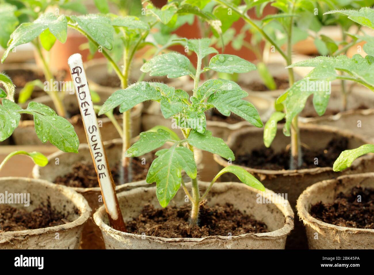 Solanum lycopersicum 'Alba dorata'. Piantine di pomodoro coltivate in casa in vasi biodegradabili sotto copertura per proteggere dal freddo. REGNO UNITO Foto Stock