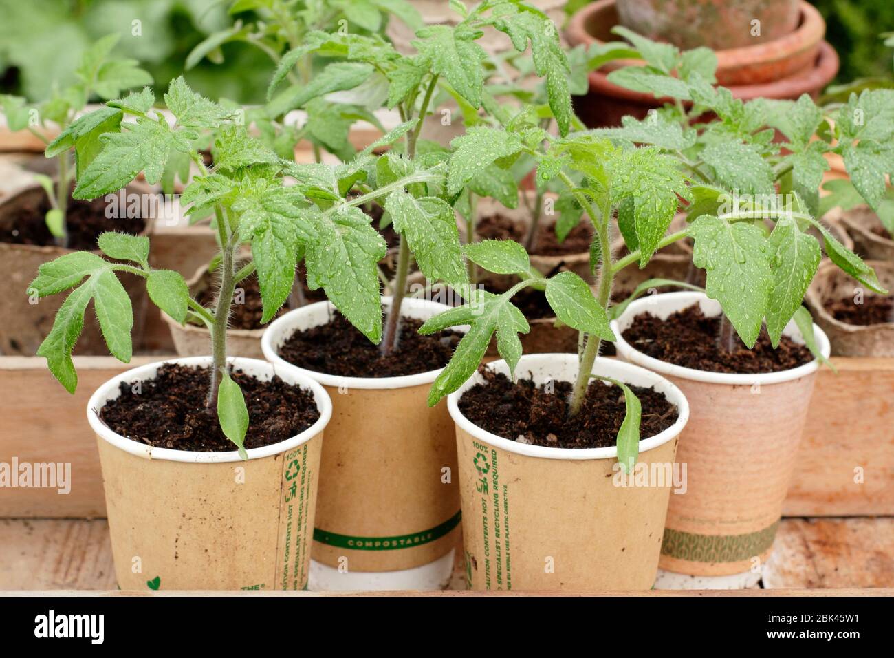 Solanum lycopersicum. Piantine di pomodoro coltivate in casa piantate in tazze di caffè compostabili rifatte durante il blocco del Coronavirus Covid 19. REGNO UNITO Foto Stock
