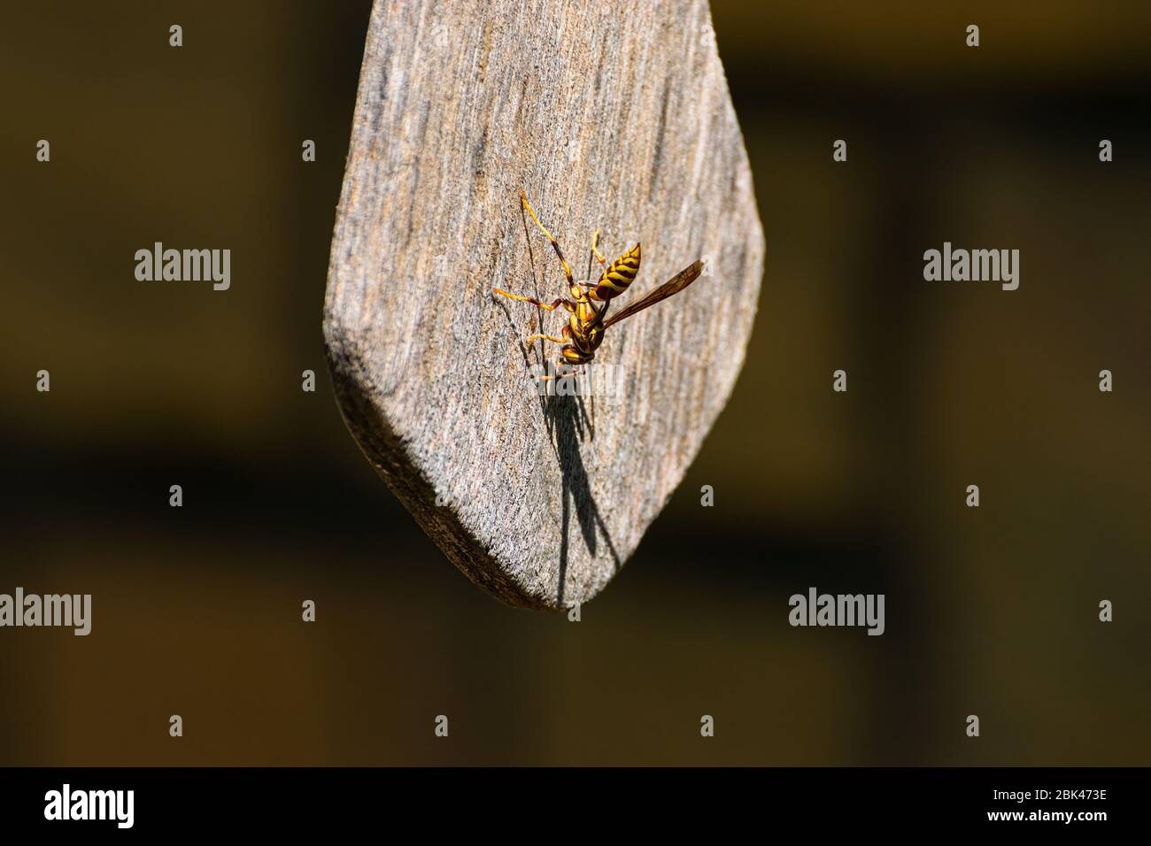 Una carta color giallo e arancione brillante WASP, o giacca gialla, aggrappata ad un pezzo di legno intemperato con la testa giù in un pomeriggio soleggiato. Foto Stock