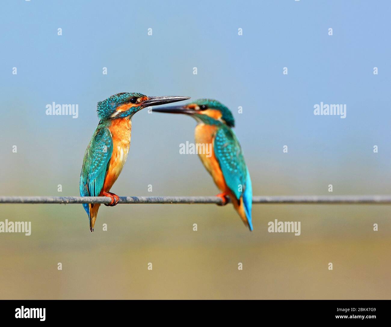 I rivali di Kingfisher si minacciano a vicenda Foto Stock