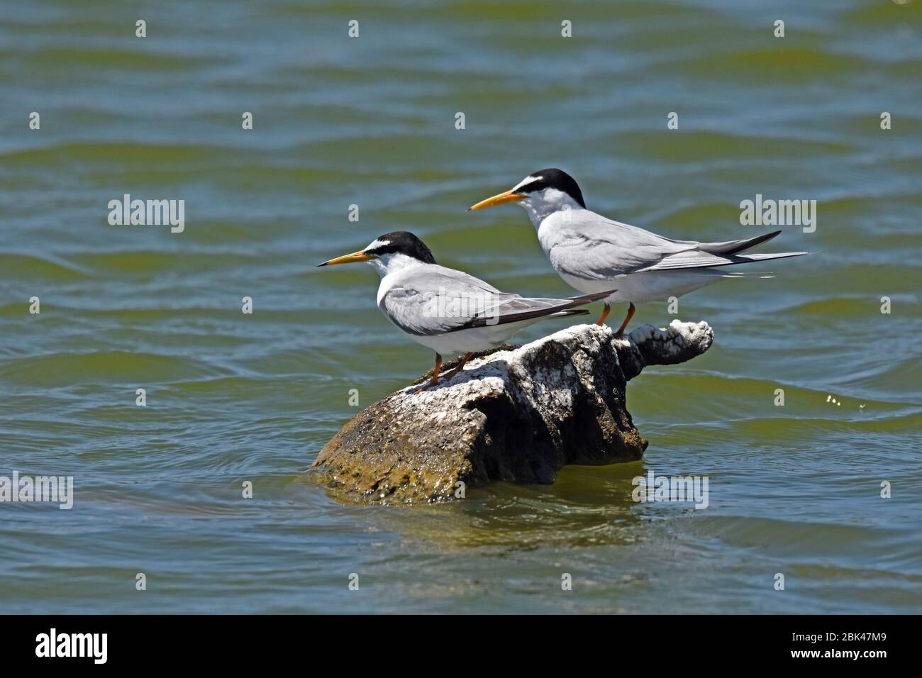 Un paio di terne si trovano su una roccia in un lago Foto Stock