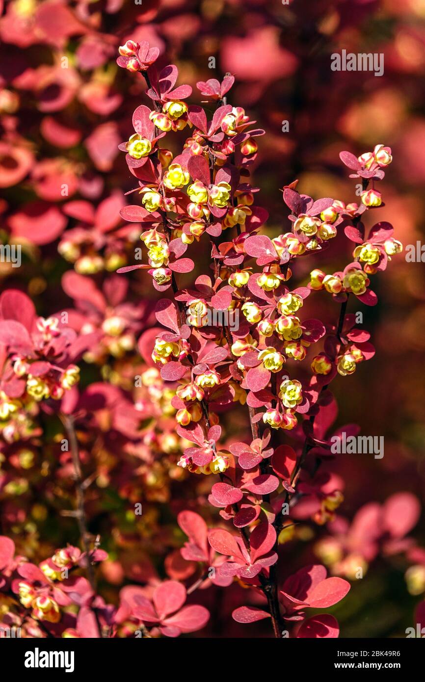 Rosso Barbacche giapponese Berberis thunbergii arancione Rocket Foto Stock