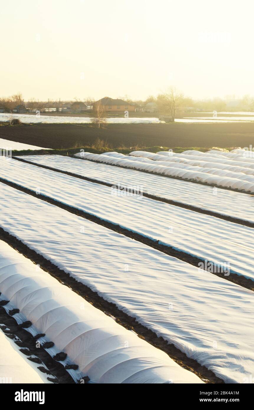 Fattoria campi di piantagione agricola coperti di agro di spinbond. Protezione dei raccolti contro le intemperie brusche variazioni di temperatura improvvise atmosferiche Foto Stock