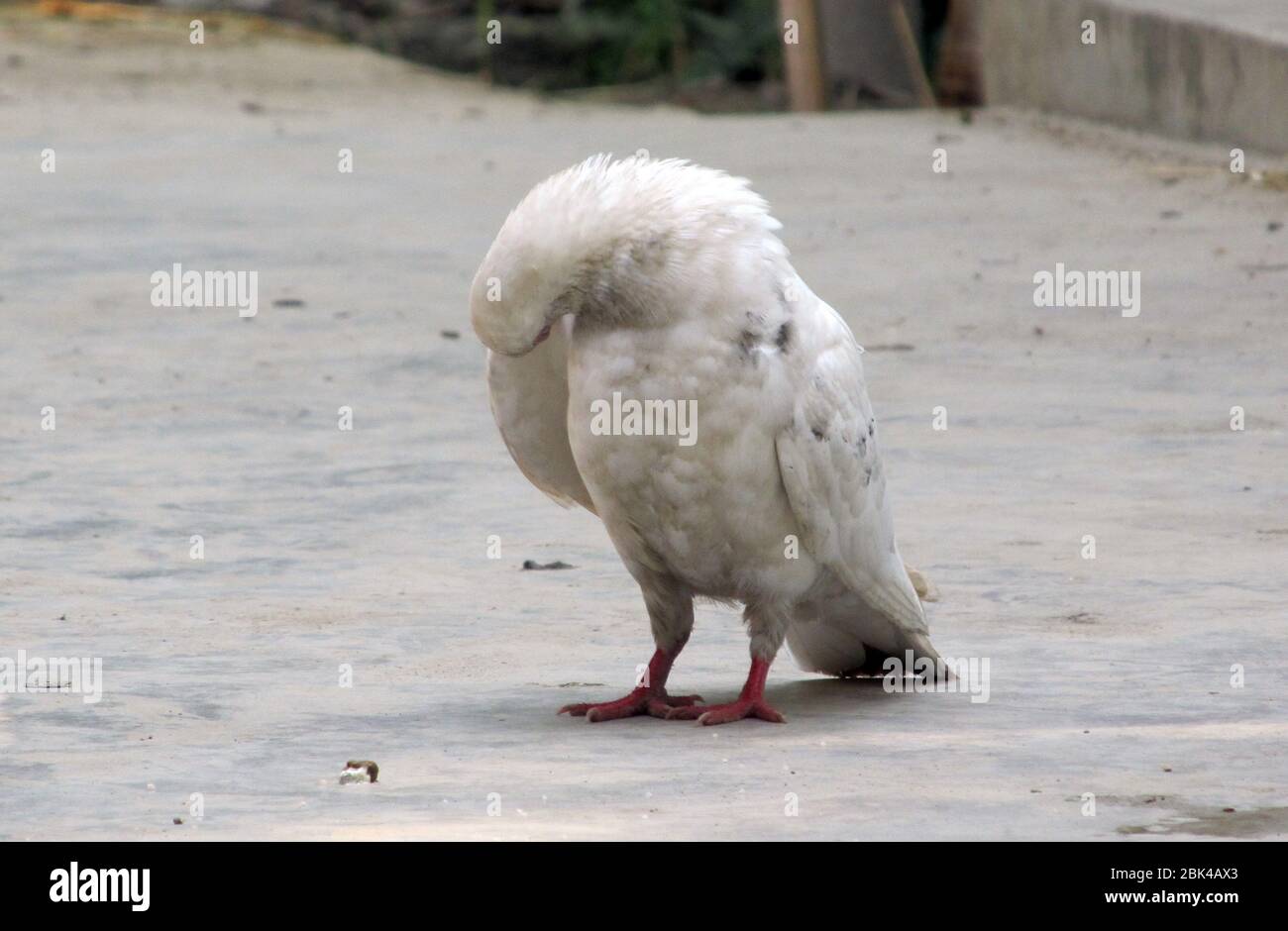 Un uccello di piccione in piedi sul pavimento. Foto Stock