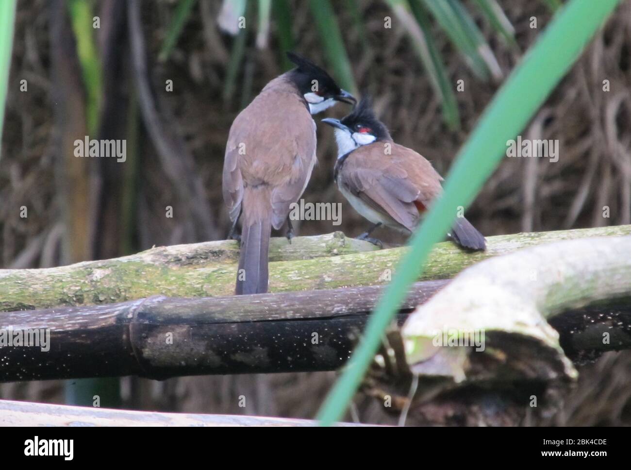 Un paio di uccelli Bulbul comune si siedono su un ramo di albero. Foto Stock