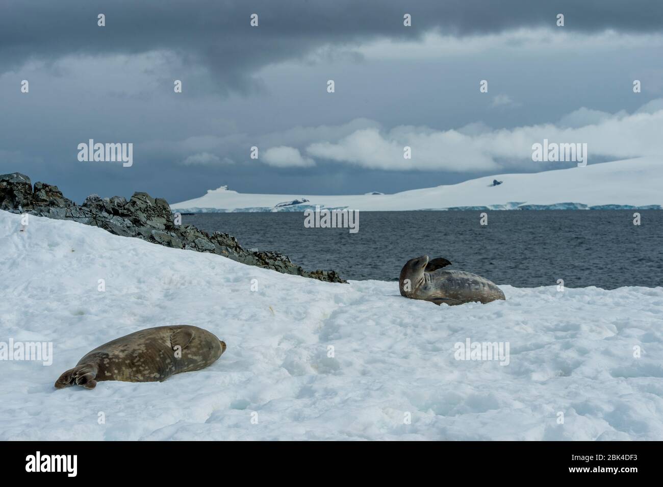 Weddell Seals (Leptonychotes weddellii) riposato sulla Luna Mezza vicino Livingston Island nelle Isole Shetland del Sud della regione della Penisola Antartica Foto Stock