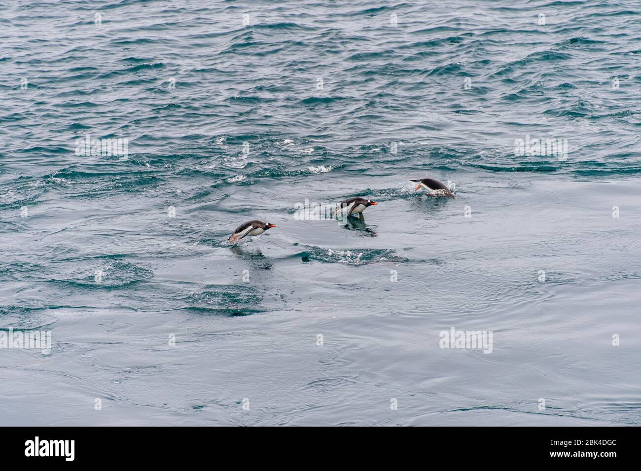 Vista dalla nave dei pinguini di Gentoo (Pygoscelis papua) che si affaccia sul porto di Yankee, Greenwich Island nelle isole Shetland del Sud al largo della costa Foto Stock