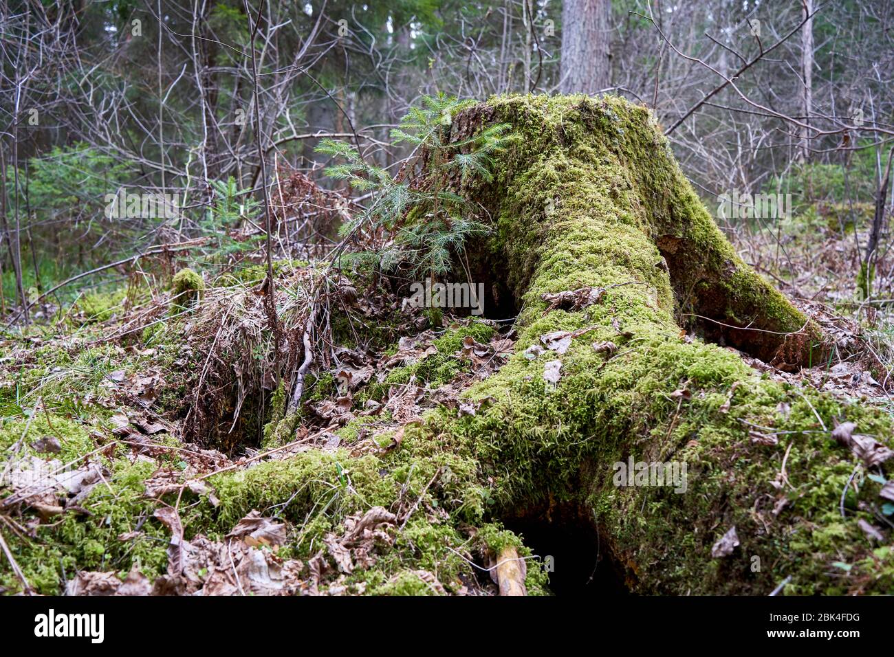 Muschio sul vecchio moncone nella foresta Foto Stock