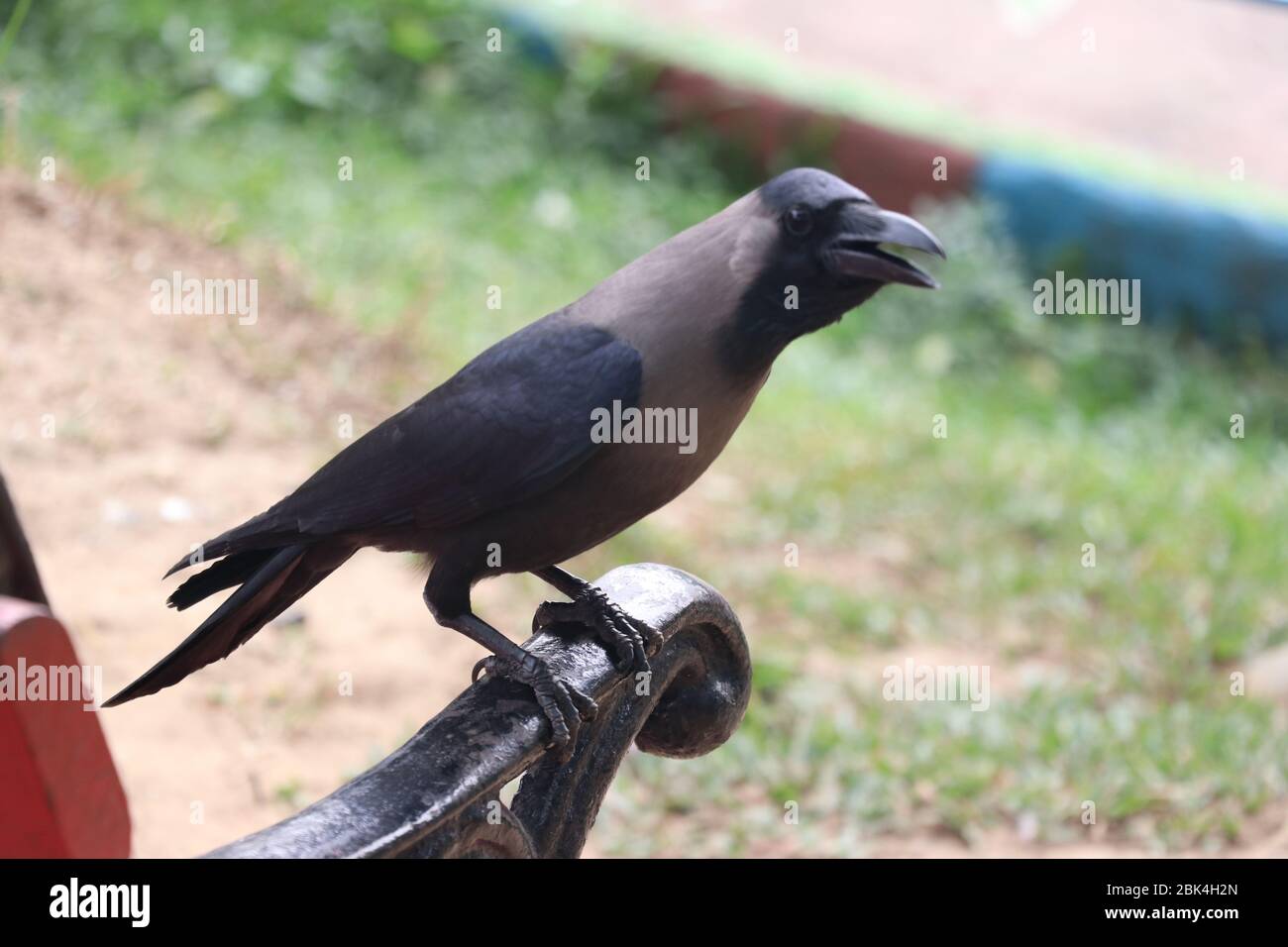 Un corvo nero seduto al manico di un banch di prak, fotografia all'aperto Foto Stock