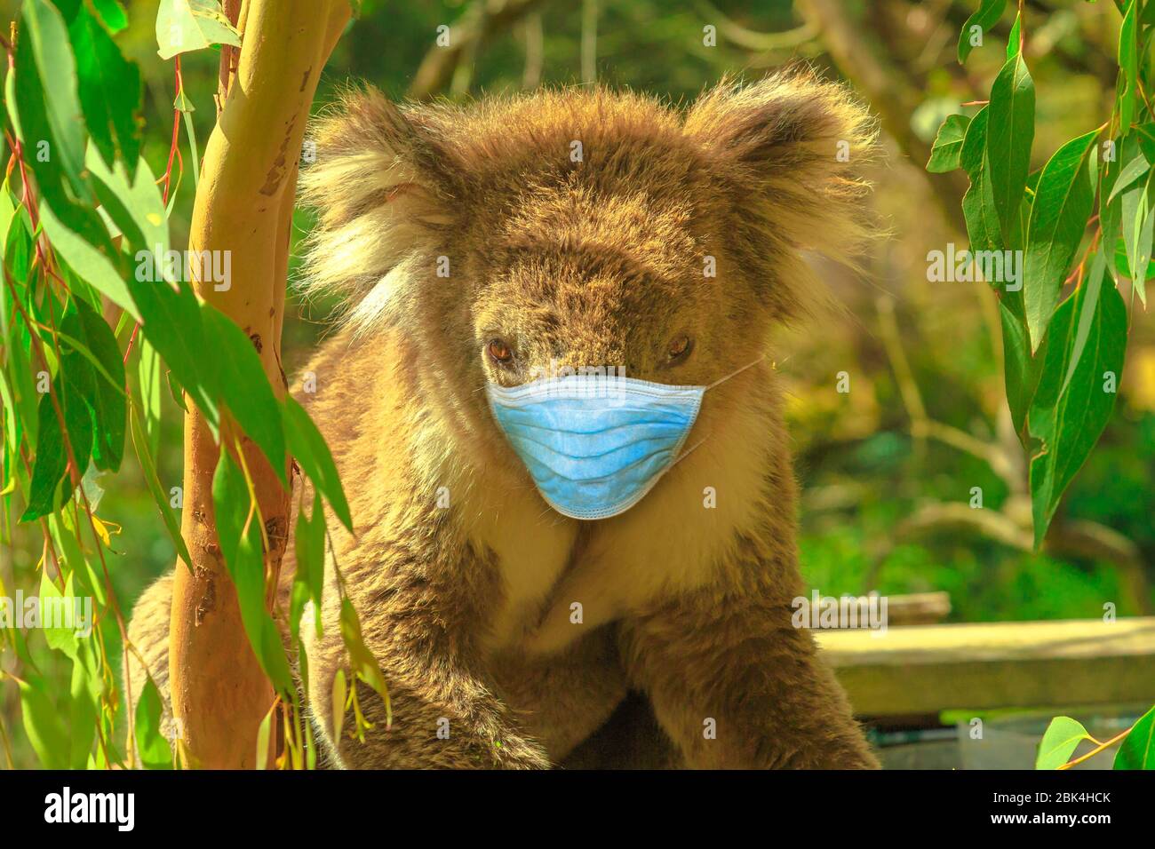 Infezione da COVID-19 negli animali. Orso koala con maschera chirurgica del viso nella foresta di eucalipti a Phillip Island a Victoria, Australia. Rappresentazione di Foto Stock