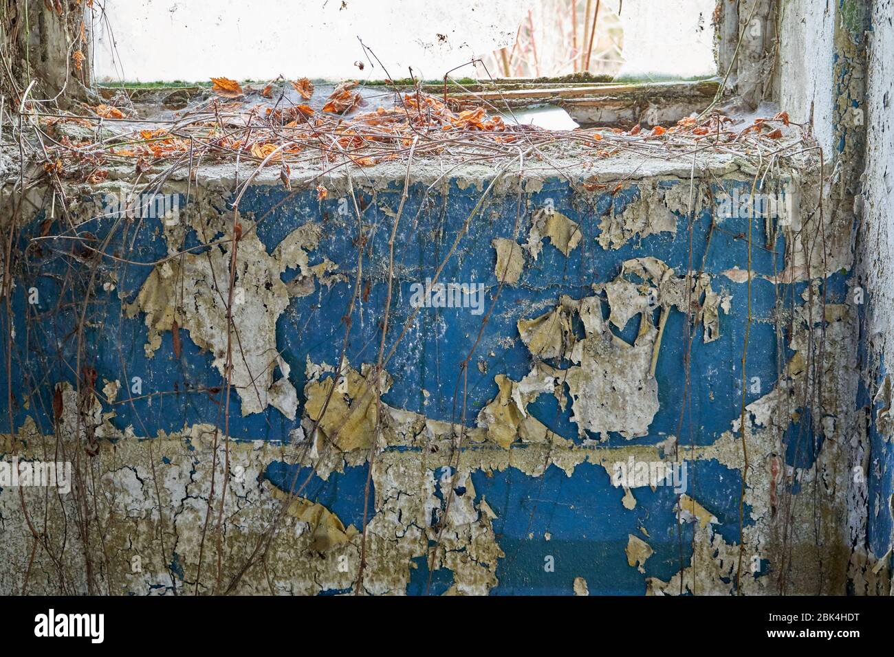 Vecchio muro dipinto di blu in un edificio abbandonato. Foto Stock
