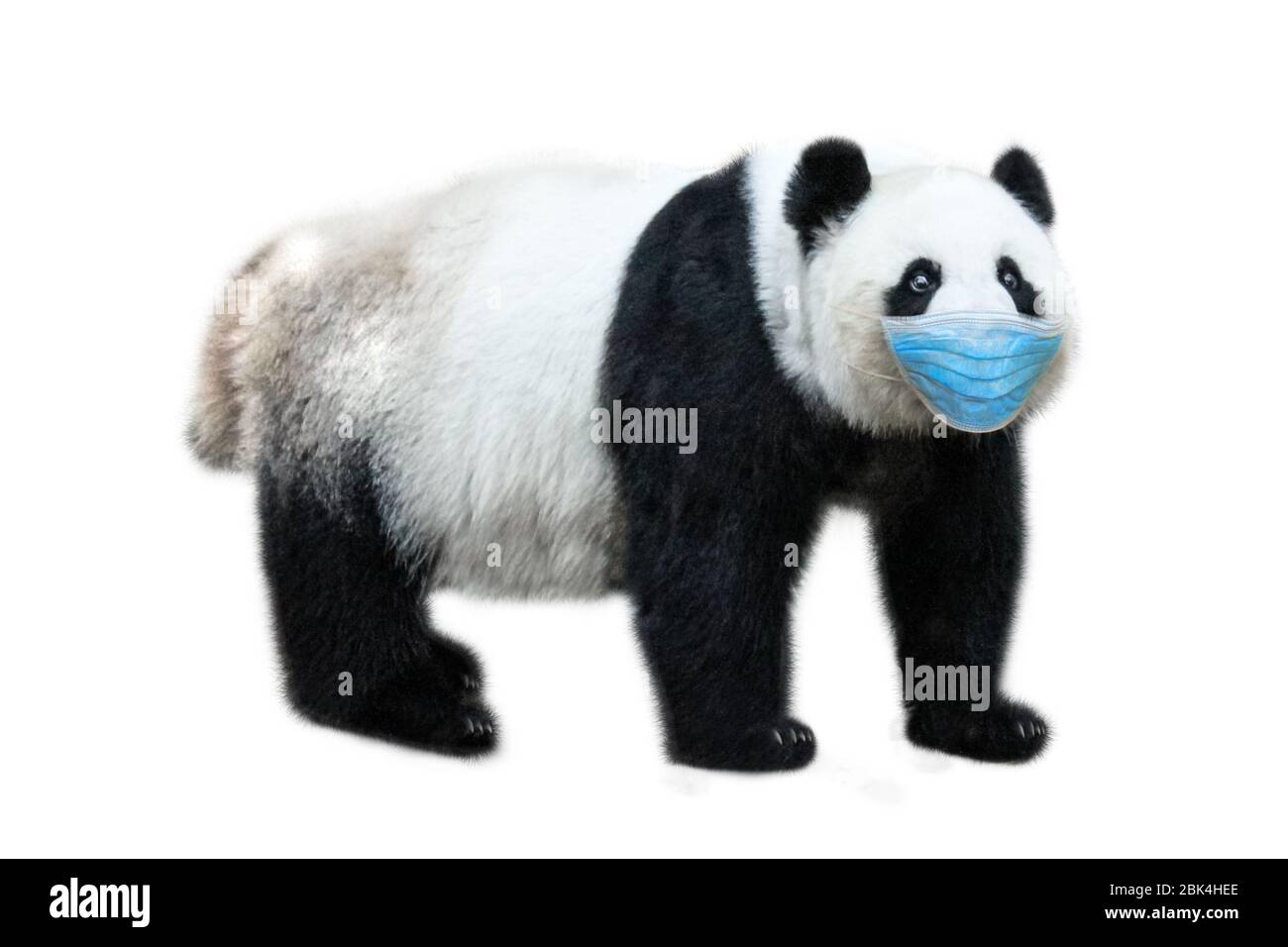 Infezioni da COVID-19 negli animali. Orso gigante Panda con maschera chirurgica sul viso su sfondo bianco. Concetto di influenza di animali domestici e infezioni da coronavirus in Foto Stock