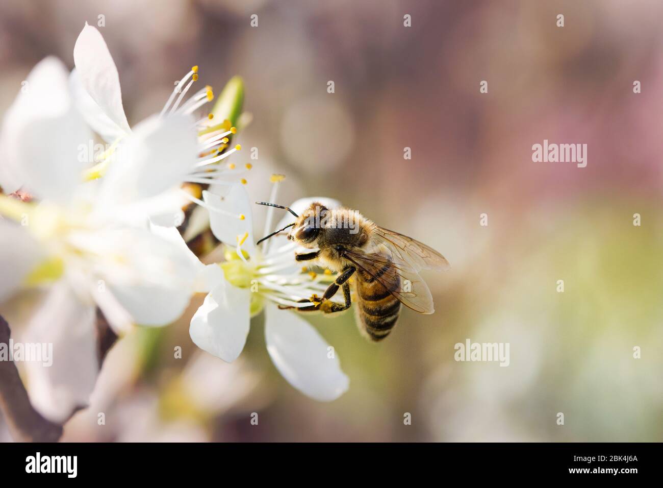 ape volare da un fiore ad un altro in una bella primavera giorno di sole raccolta nettare Foto Stock