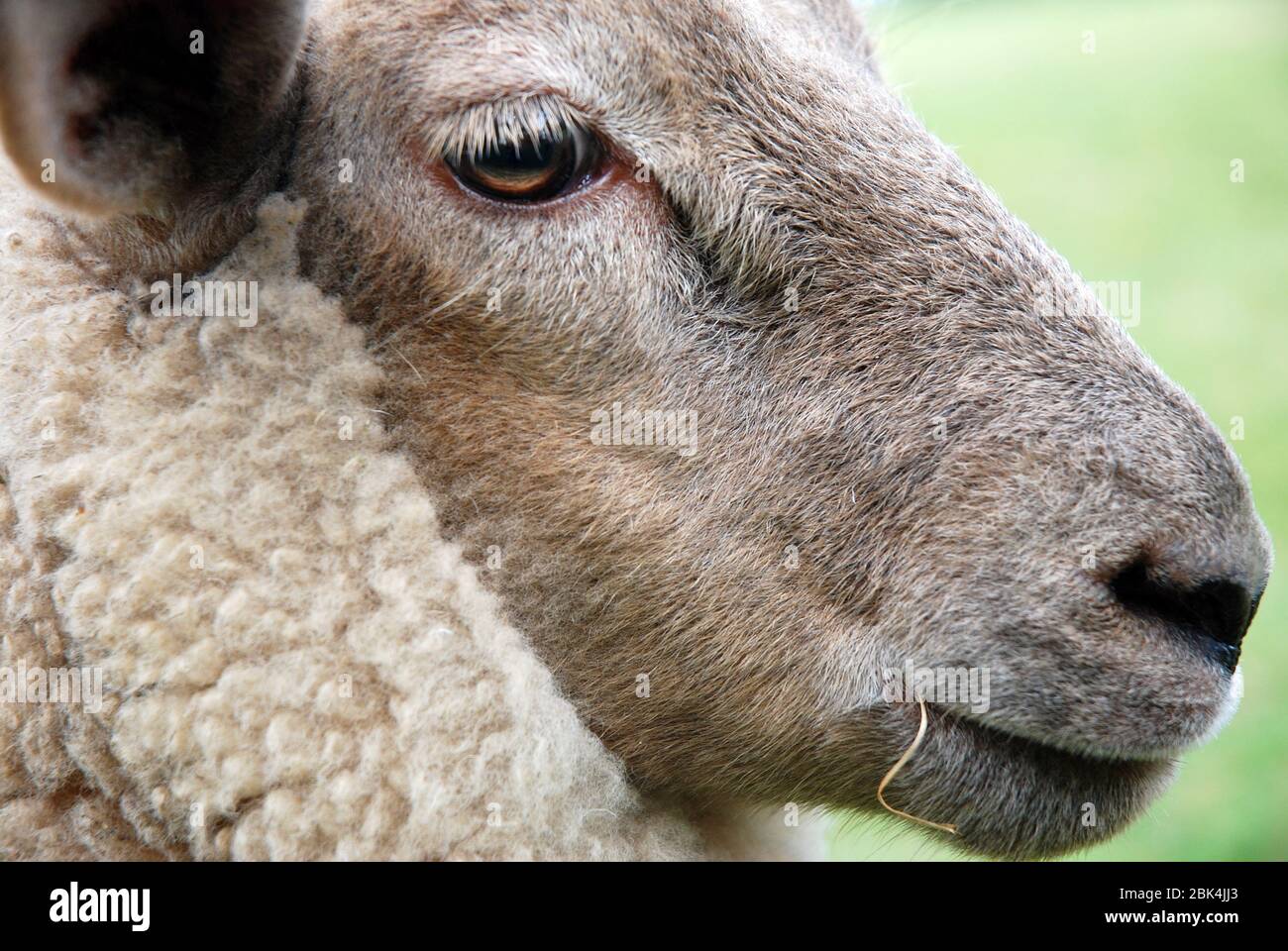 Schafskopf Porträt Foto Stock