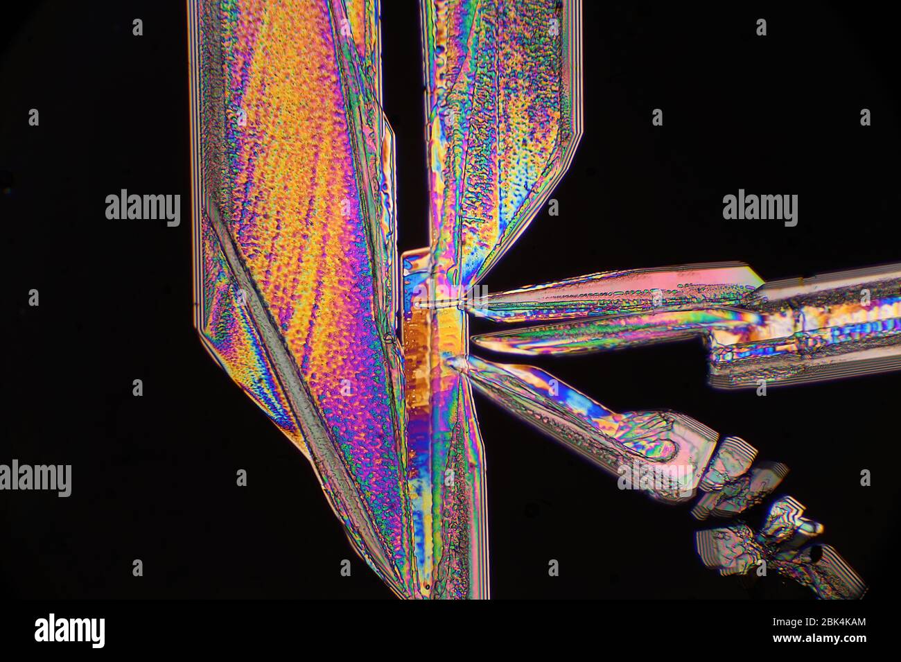 Sali di Epsom visti sotto microscopia a luce polarizzata Foto Stock