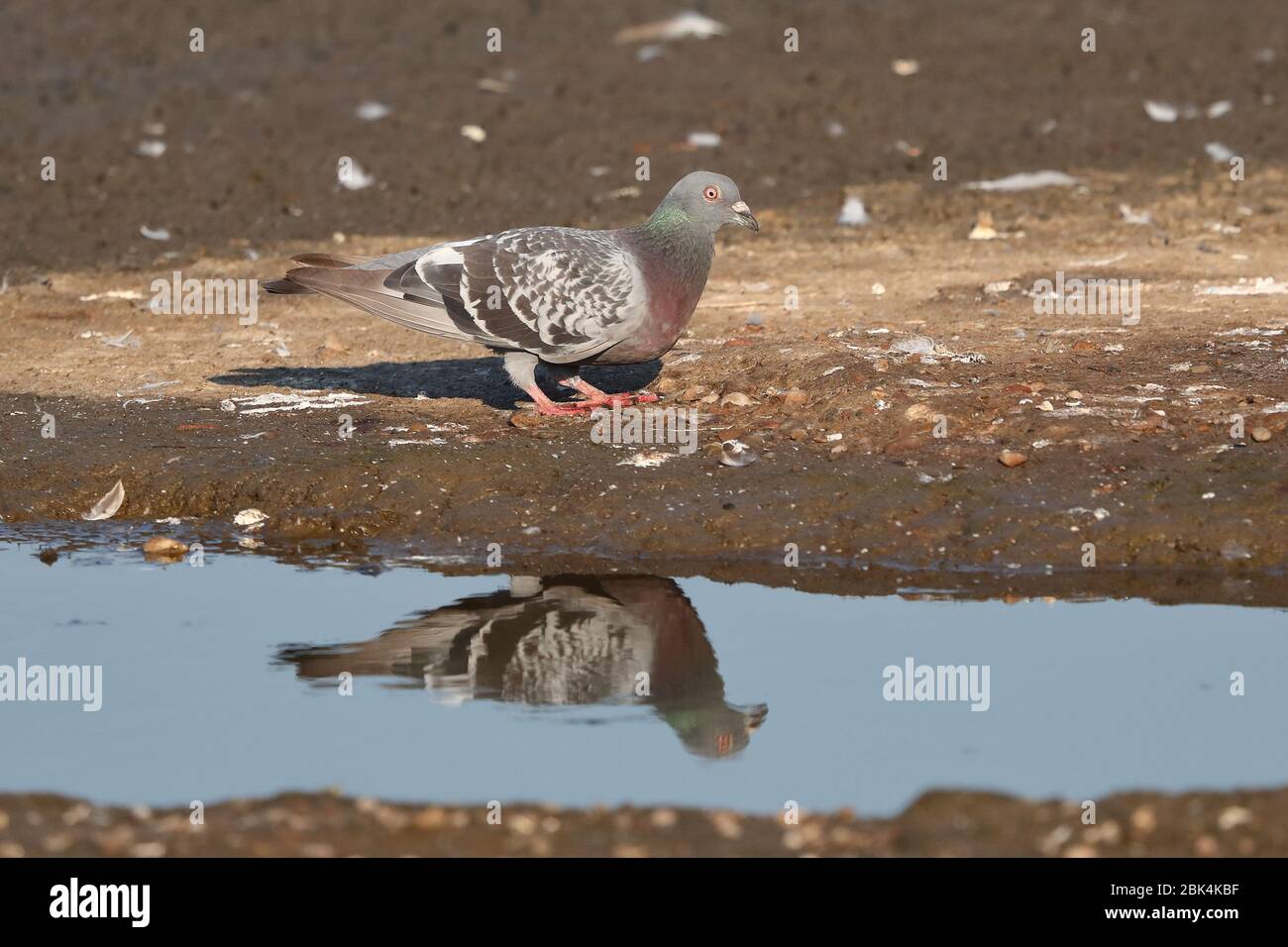 Piccione ferale ai lampi Foto Stock