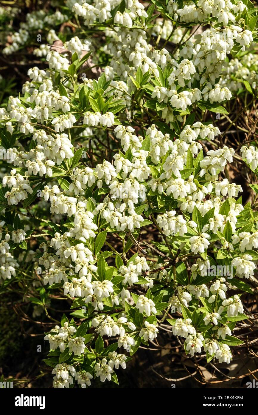 Nana giapponese Andromeda Pieris japonica var. Yakushimensis "Prelude" Foto Stock