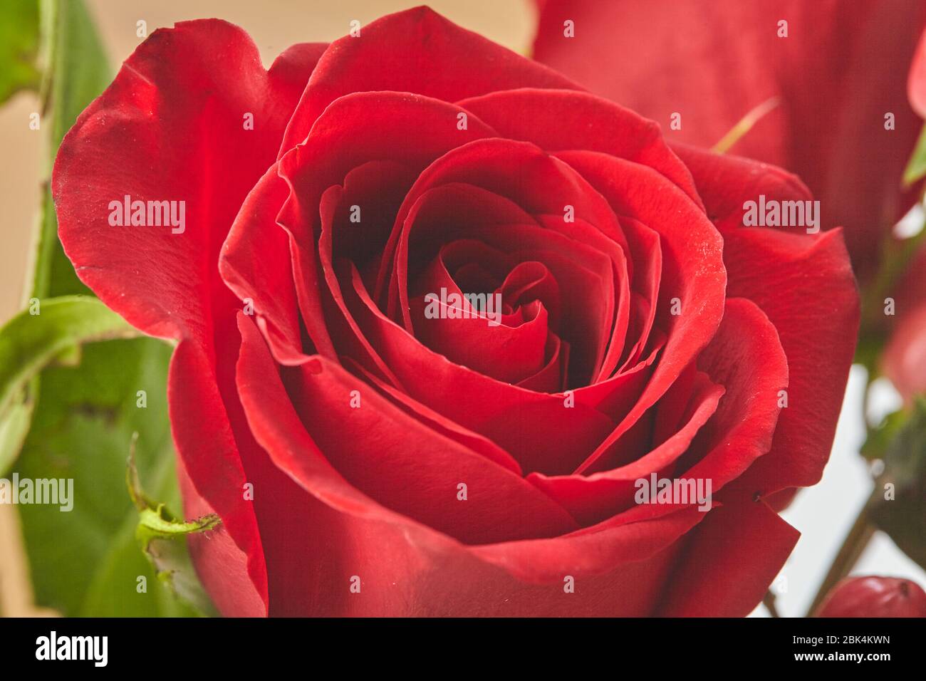 bel fiore primo piano rosa rossa su sfondo Foto Stock