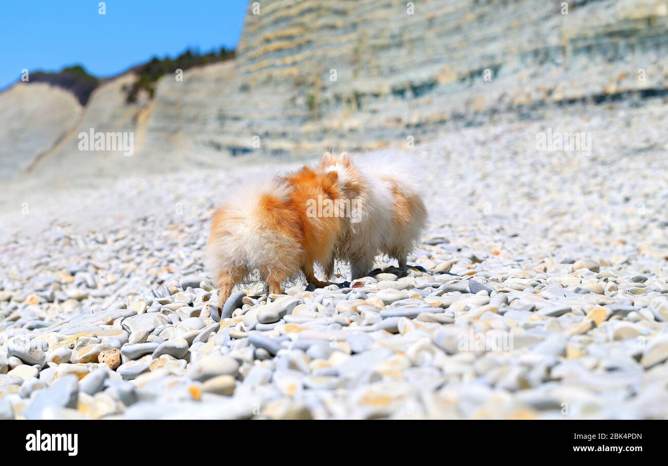 Foto di divertenti cani sulla spiaggia di mare Foto Stock
