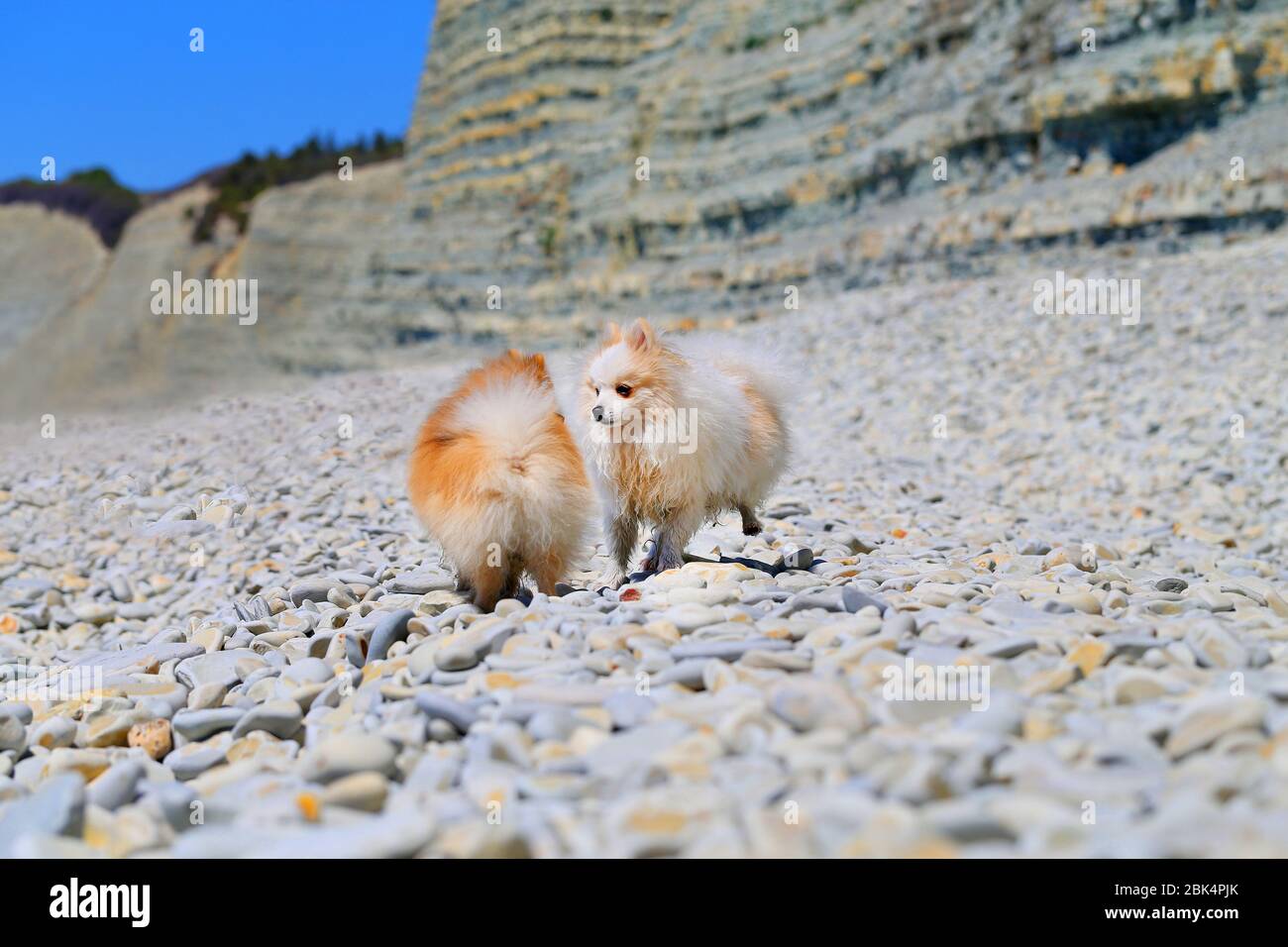 Foto di divertenti cani sulla spiaggia di mare Foto Stock
