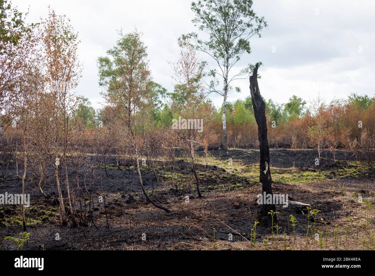 Paesaggio con betulla bruciata dopo un incendio nella riserva naturale 'Mariapeel' nei Paesi Bassi Foto Stock