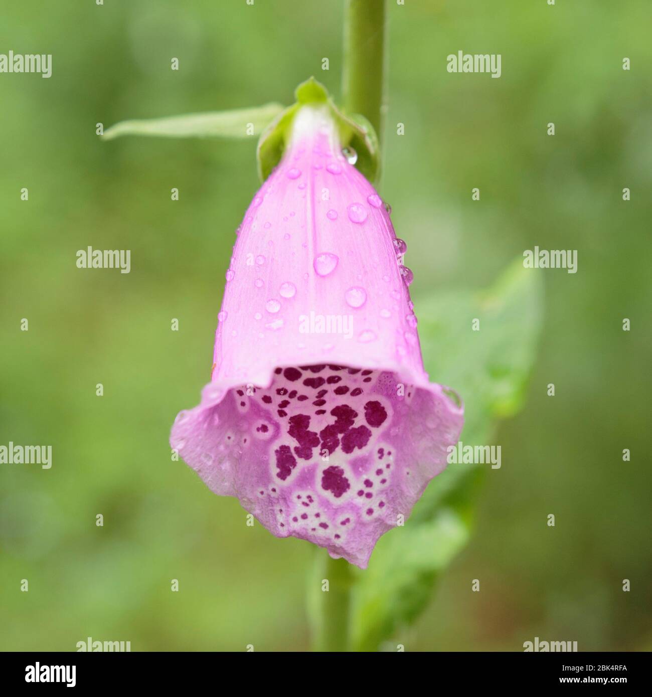 Gocce di pioggia su un fiore Foxglove in un giardino di Eagle Lake, Ontario, Canada Foto Stock