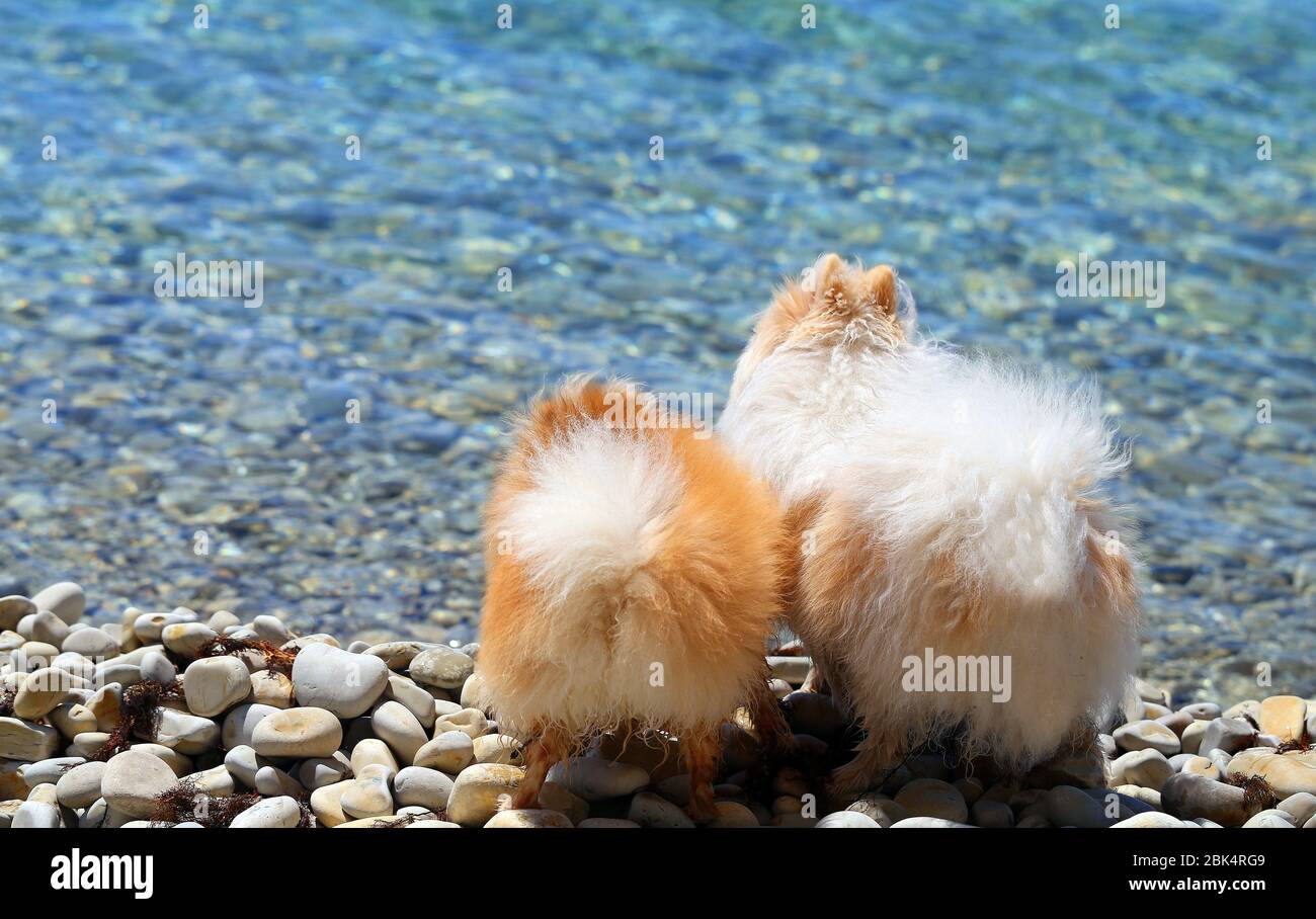Foto di divertenti cani sulla spiaggia di mare Foto Stock