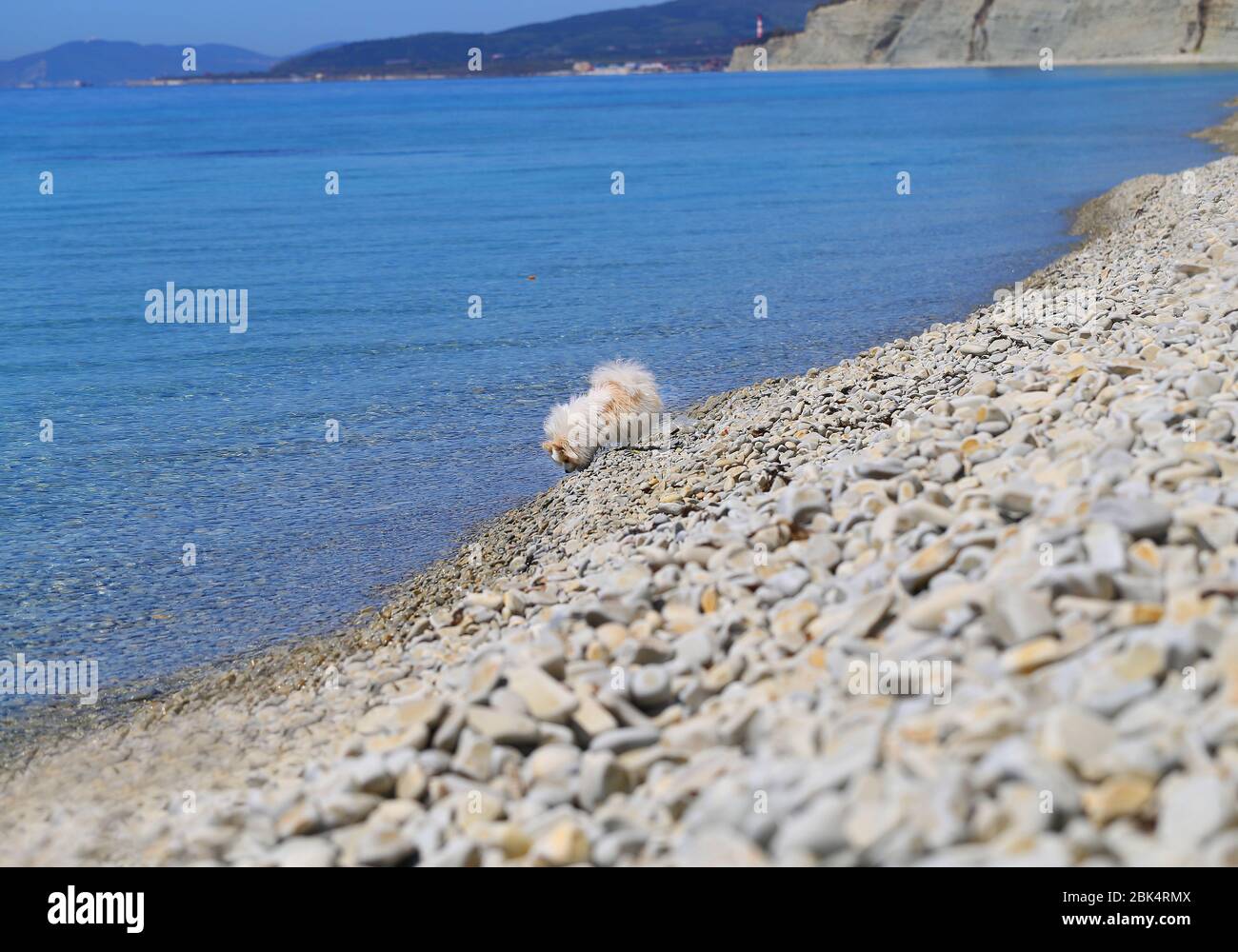 Foto di divertenti cani sulla spiaggia di mare Foto Stock