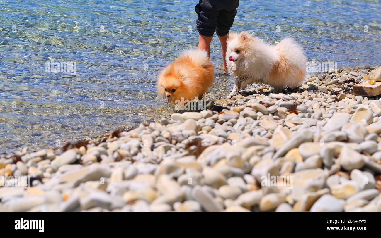 Foto di divertenti cani sulla spiaggia di mare Foto Stock