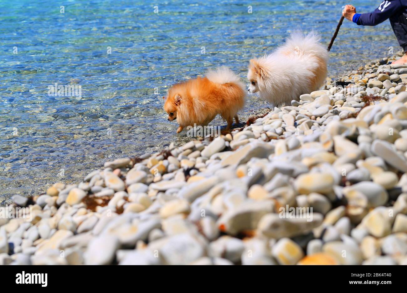 Foto di divertenti cani sulla spiaggia di mare Foto Stock