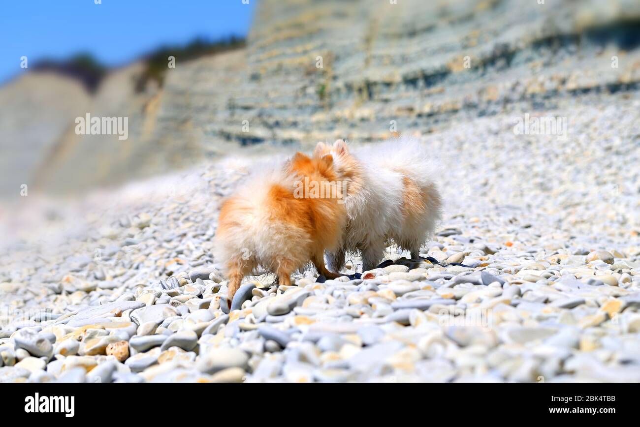 Foto di divertenti cani sulla spiaggia di mare Foto Stock