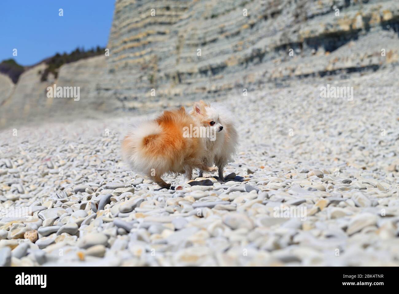 Foto di divertenti cani sulla spiaggia di mare Foto Stock
